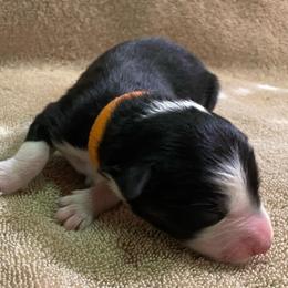 Girl 6 went home 7-2-23 - Black Australian Shepherd puppy in Williams, Arizona from Aussie Mesa Ranch