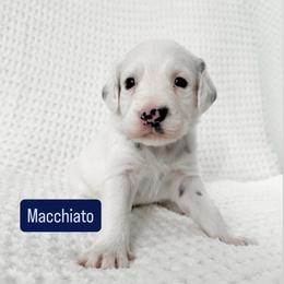 Macchiato - LUA long coat - White and black male Dalmatian puppy in Davenport, Florida from Sunny Jewels Dalmatians