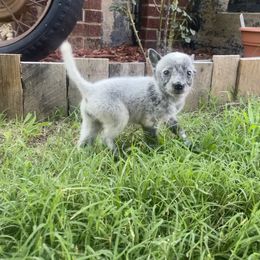 Australian Cattle Dog Puppies from Twisted C Heelers