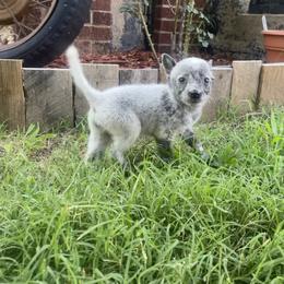 Australian Cattle Dog Puppies from Twisted C Heelers