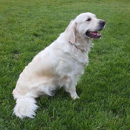 Pearl - Golden Retriever