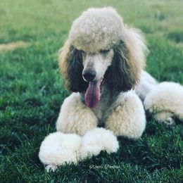 Poodle All Grown Up from Watts Poodles