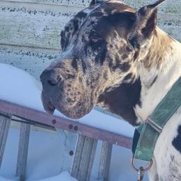 Italia - Great Dane
