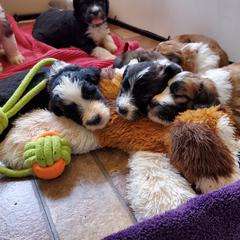Saint Berdoodle Puppies from Dustdevil Doodles