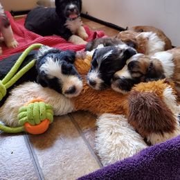 Saint Berdoodle Puppies from Dustdevil Doodles