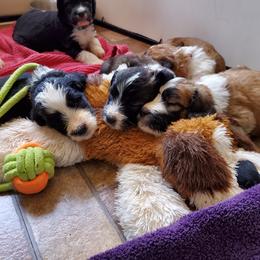 Saint Berdoodle Puppies from Dustdevil Doodles