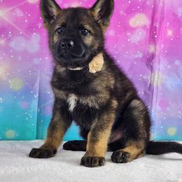 German Shepherd Puppies from Raven Oak's Shepherds