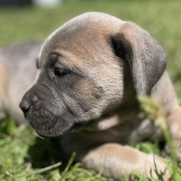 Cane Corso from Sperling’s Cane Corso & Mastiff Co.
