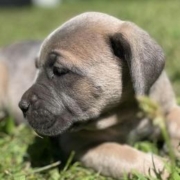 Cane Corso from Sperling’s Cane Corso & Mastiff Co.