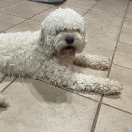 Willow - Cockapoo
