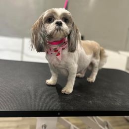 Denver - Shih Tzu