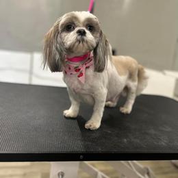 Denver - Shih Tzu