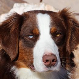 Sip - Miniature Australian Shepherd