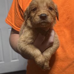 Boy 6 - Dark golden male Golden Retriever puppy in Pekin, Illinois from Solari Kennels