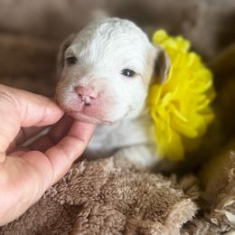Skye - Parti female Goldendoodle puppy in Hemet, California from Vallevistadoodles