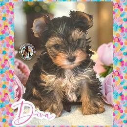 Diva - Black and tan female Yorkshire Terrier puppy in London, Kentucky from Soto Yorkies