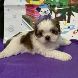 Girl 2 - Cream and white female Shih Tzu puppy in Tampa, Florida from Patricia's Adorable Shih Tzu