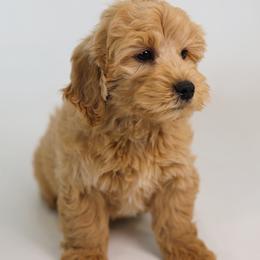 Ferrari - Apricot male Goldendoodle puppy in Pleasant Grove, Utah from Canterbury Canines