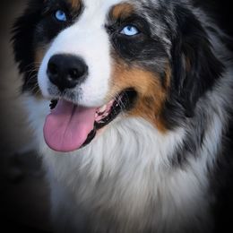 Buggati - Australian Shepherd