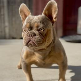 Diezel - French Bulldog