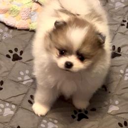 Sookie - Blue merle female Pomeranian puppy in Arizona from Ma Petite Amore Pomeranians