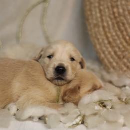 Golden Retriever Puppies from UnrivaledGoldens