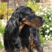 Gordon Setters from Wagland Gordon Setters
