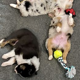 Australian Shepherd, Miniature Australian Shepherd, and Toy Australian Shepherd Puppies from Hunt Farms Mini Aussies