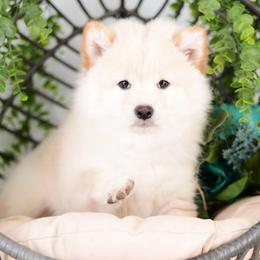 Misaki - Wooly Cream Boy - Cream male Shiba Inu puppy in Neosho, Missouri from Sunny Terrace Shibas