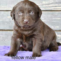Yellow male - Chocolate male Labrador Retriever puppy in Mississippi from Sure Shot English Labs
