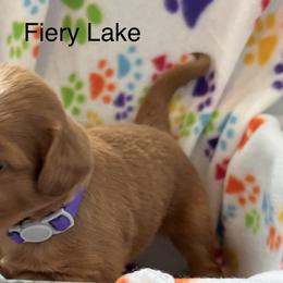 Australian Labradoodle Puppies from Forever Friends Labradoodles