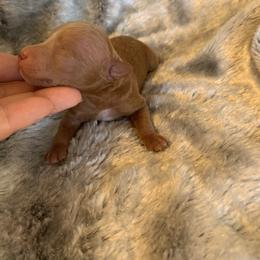 Boy 2 - Red  male Goldendoodle puppy in Haddam, Kansas from Golden B Acres