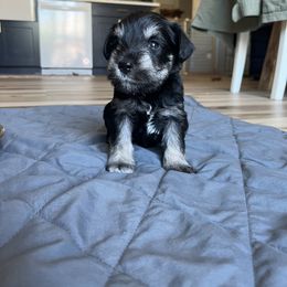 Miniature Schnauzer Puppies from Miles Family Schnauzers