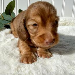 Chocolate Tan  Male2 - Chocolate and tan male Dachshund puppy in Nampa, Idaho from Long_and_Low_Dachshunds