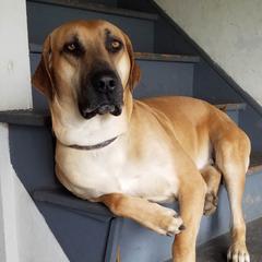 Oliver - Black Mouth Cur
