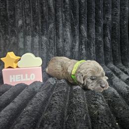Green collar - Gray brindle female Cane Corso puppy in Fritch, Texas from Carrie Brown's Cane Corsos