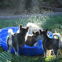 Pomskies from Spirit Pomskies