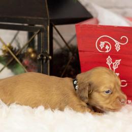 Cream - Cream male Dachshund puppy in Seminary, Mississippi from Down South Mavericks Dachshunds