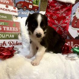 Border Collie and Jack Russell Terrier Puppies from CP FARMS BORDER COLLIES N JACKS CORP