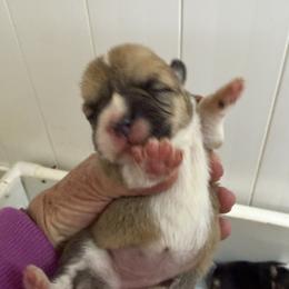 Girl 1 - Fawn female Pembroke Welsh Corgi puppy in Moulton, Alabama from Reed's Pembroke Corgi Welsh