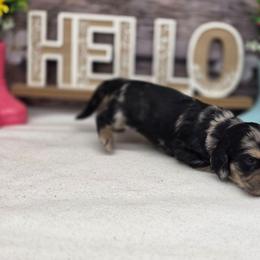 Stetson - Dapple male Dachshund puppy in Norwood, Missouri from Madra's Dashing Doxies