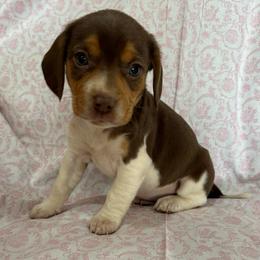 Girl 2 - Brown white and tan female Beagle puppy in Galax, Virginia from Dells  Dachshund’s