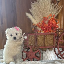 Depeche - White female Morkie puppy in Waldron, Arkansas from Kay’s Cutie Poos