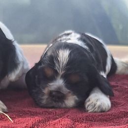 Cocker Spaniels from Mekas Cocker Spaniel