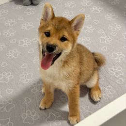 Kaito - Red male Shiba Inu puppy in Houston, Texas from Sakura Blossom Shibas