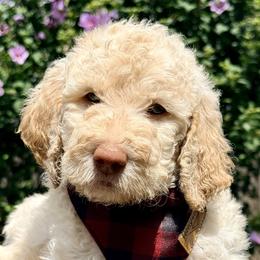 Ducati 'Duke' - Cream male Goldendoodle puppy in Dayton, Ohio from Perks Court Doodles