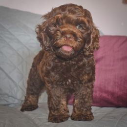 Radley - Brown and tan male Cockapoo puppy in Myerstown, Pennsylvania from The Cocker Cingdom