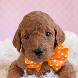 Miss Orange - Apricot female Goldendoodle puppy in Greenwood, Louisiana from GoldenFido
