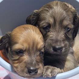 Dachshund Puppies from Faith Ann's Dachshunds