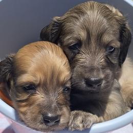 Dachshund Puppies from Faith Ann's Dachshunds